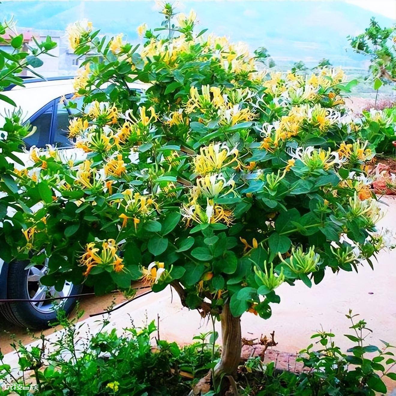 什么花最香持久还好养(室内养这8种花卉花香四溢)-图片7